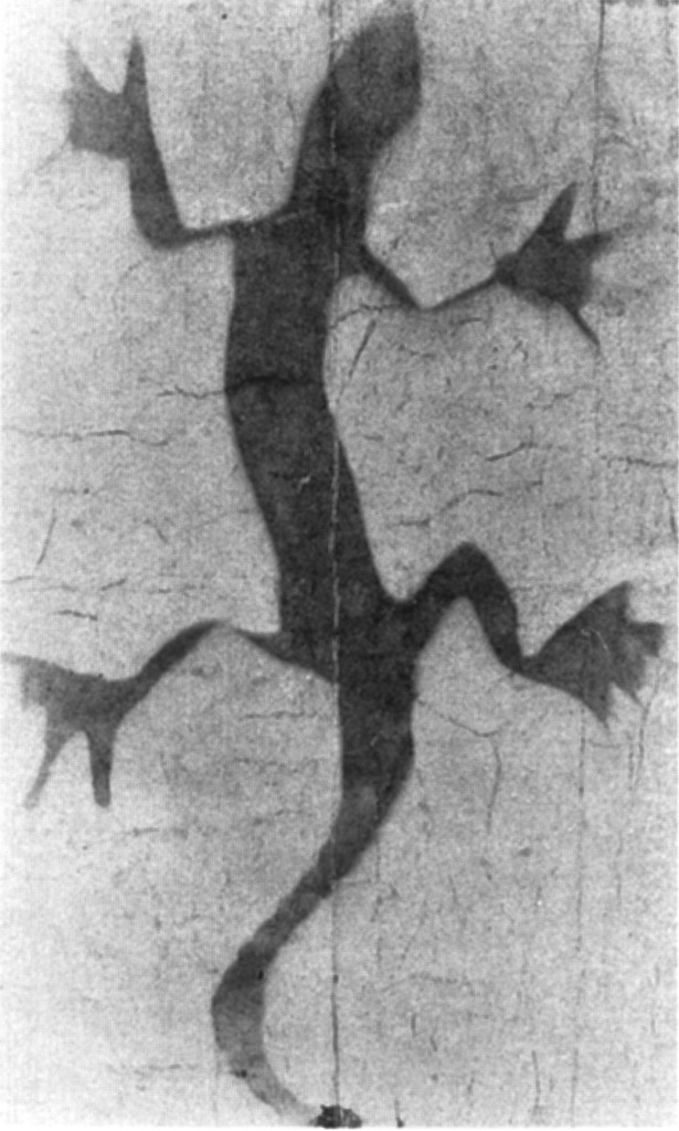 Pierwsze polskie zdjecie rentgenowskie przycisk do papieru z brazu w ksztalcie jaszczurki 615x1024